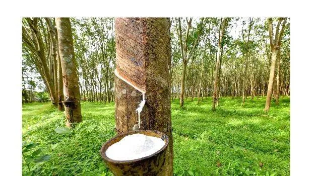 rubber