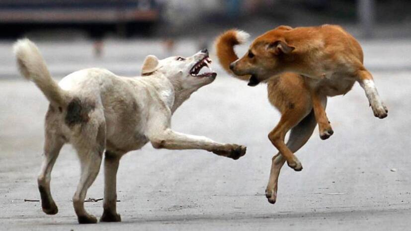 dog