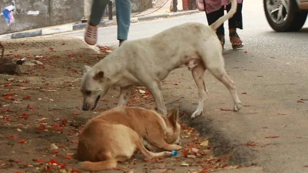 dog