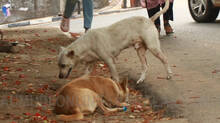 reason-why-stray-dogs-increase-in-kerala