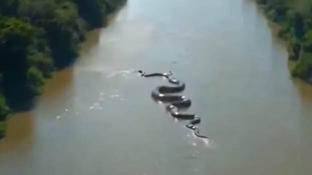 anaconda