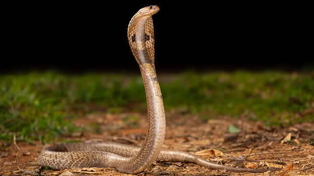 snake