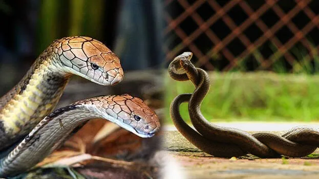 snake