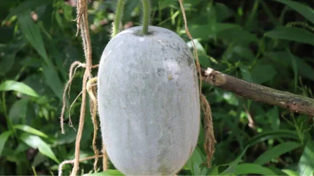 ash-gourd