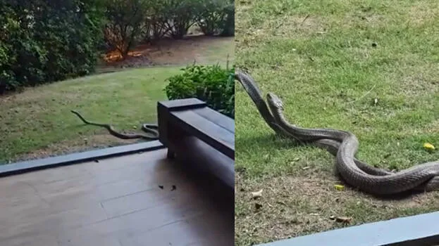 kind-cobra