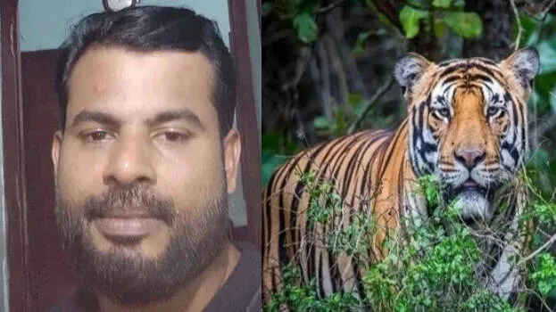 tiger