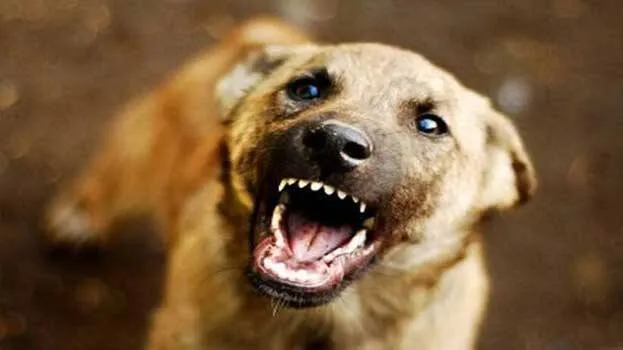 stray-dog-attack