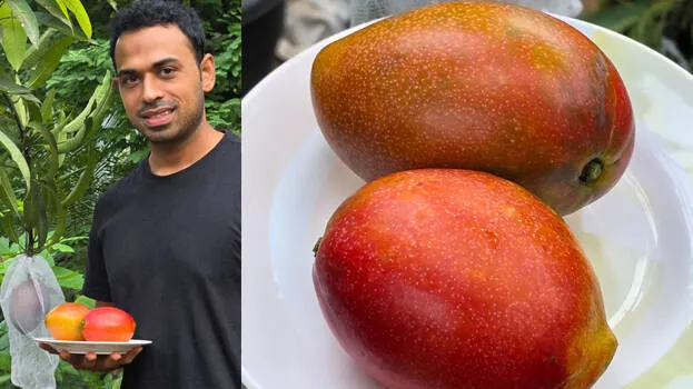 mango