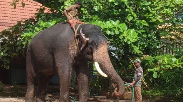 elephant