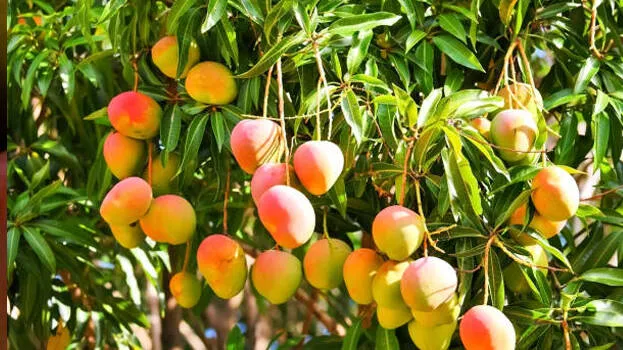 mango