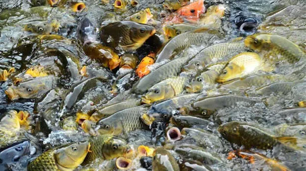 carp