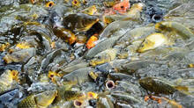 carp