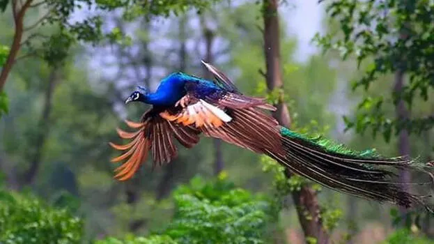 peacock
