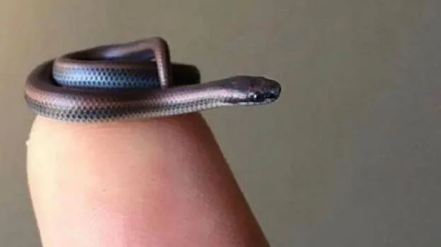 snake