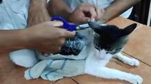 cat-found-sneaking-ganja-cocaine