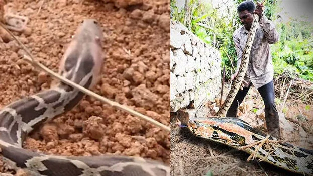 snake