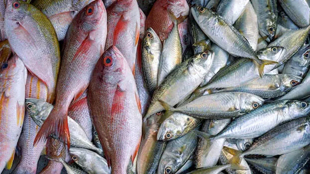 fish