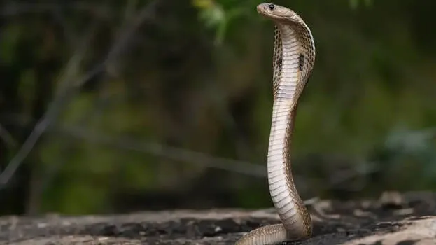 cobra