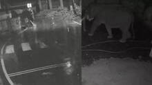 elephant-attack-in-wayanad