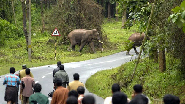 wild-tusker