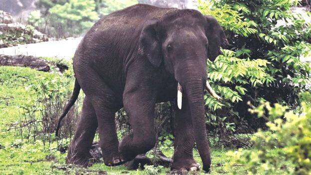 eliphant