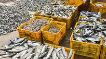 fish-price-rocketing-in-kerala