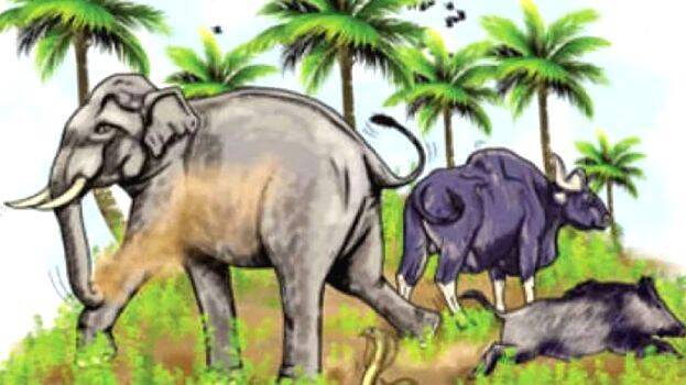 wild-animals