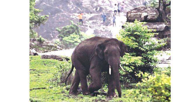 elephant