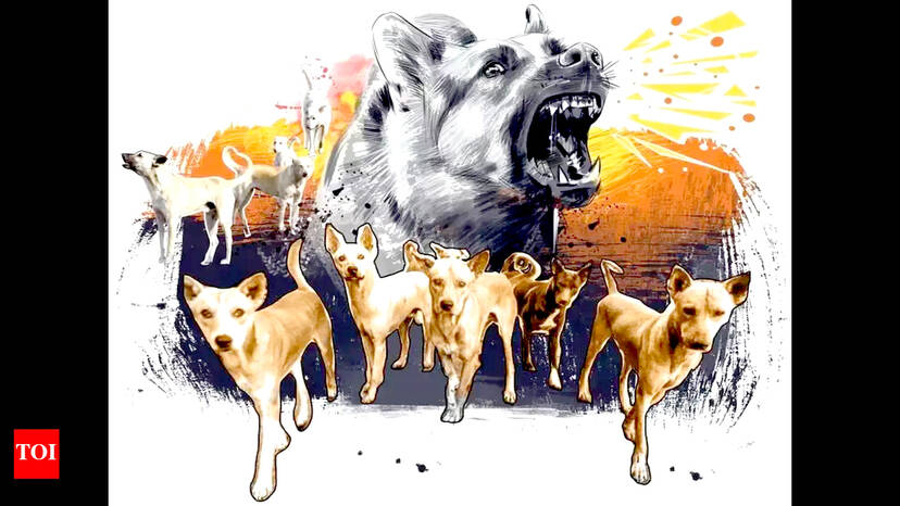 street-dog