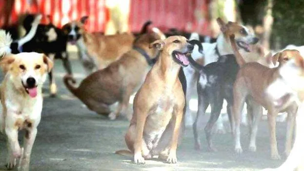 dog