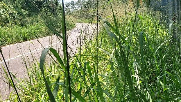 road-