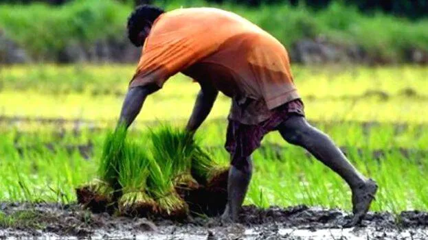 farmer