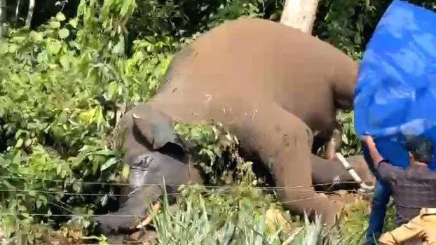 elephant-