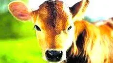cow