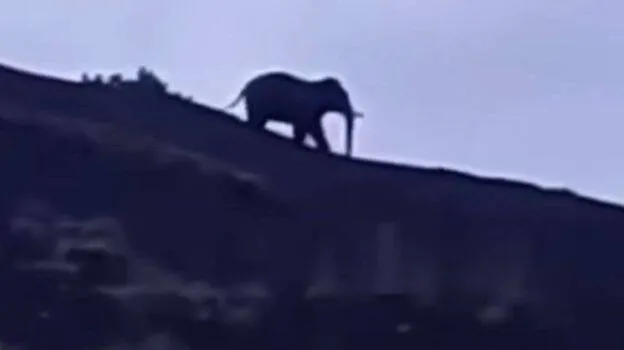 elephant-