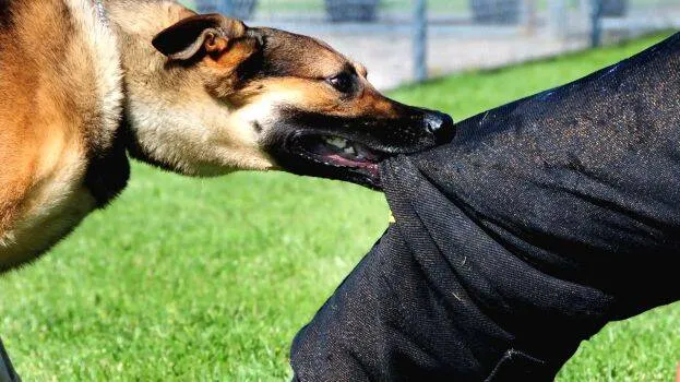 street-dog