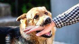 street-dog