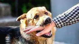 street-dog