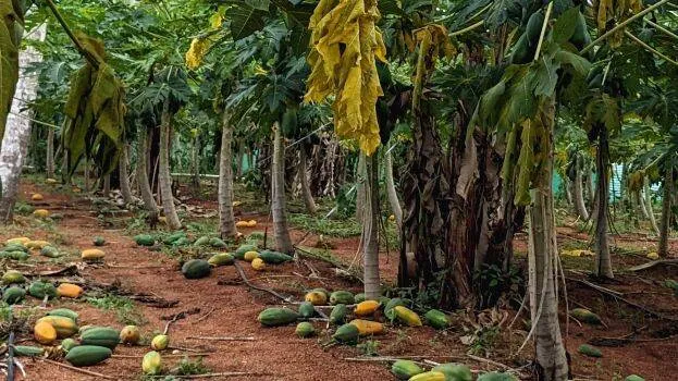 papaya