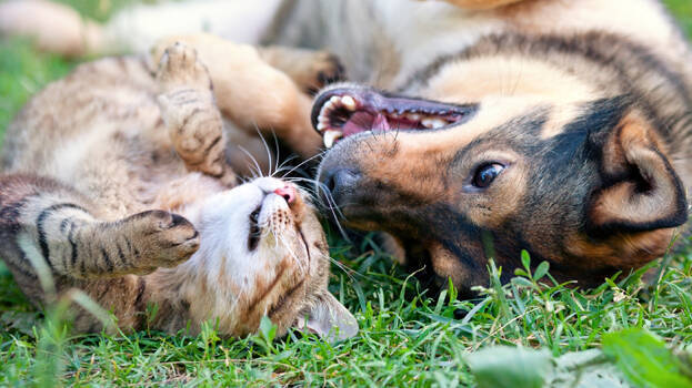 dog-and-cat