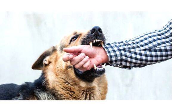 dog