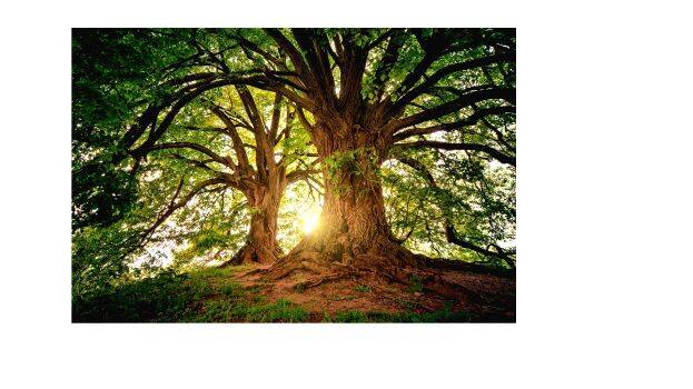 tree