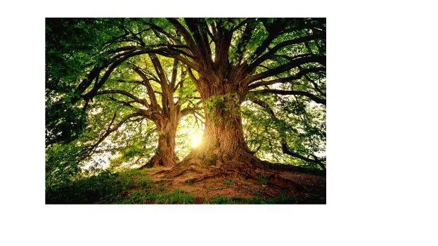 tree