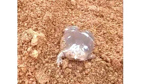 earth-frog