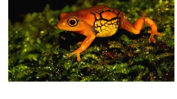 frog-