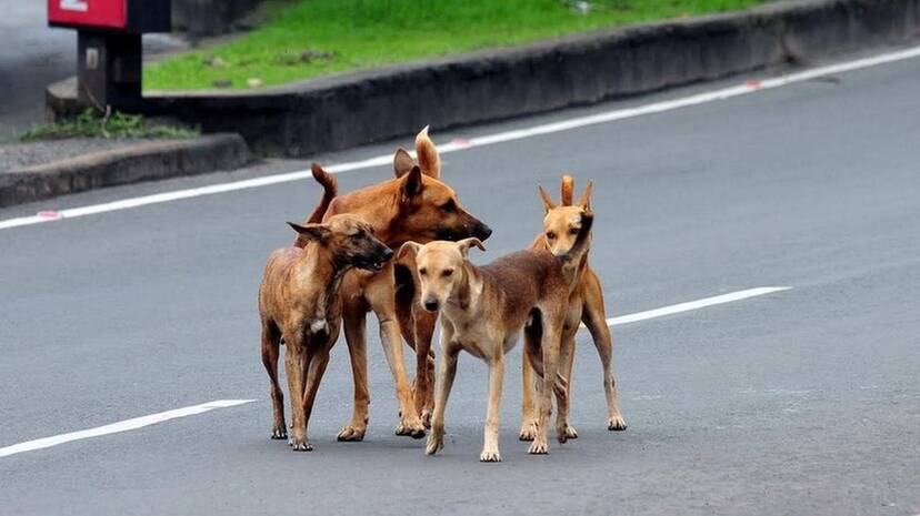 dog