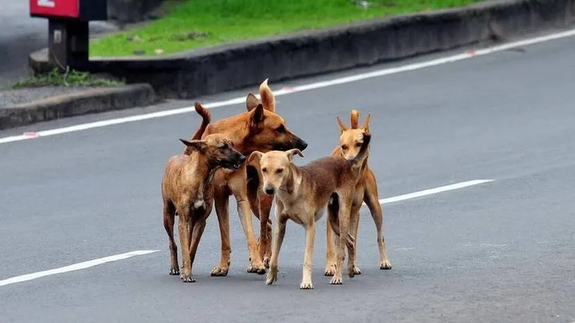 dog