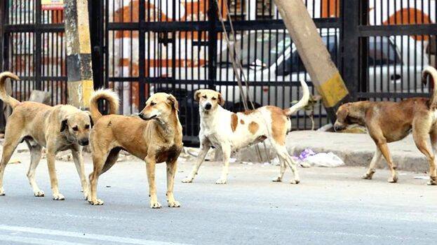 street-dog