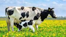 cow