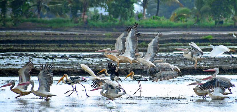 Kerala Kaumudi Photo Gallery